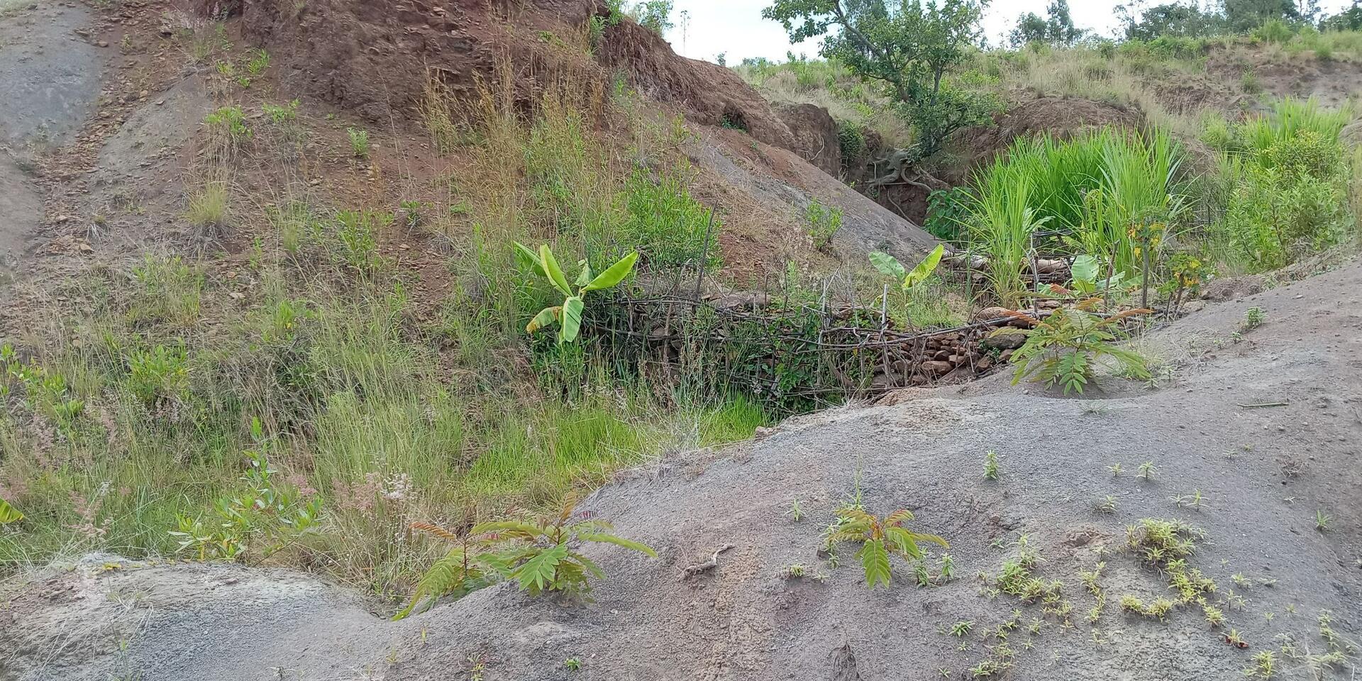 The Ethiopia Green Legacy Initiative embarks exemplary landscape restorations -  Evidence from the Gurage and Wolaita Zones of Ethiopia - Image 8