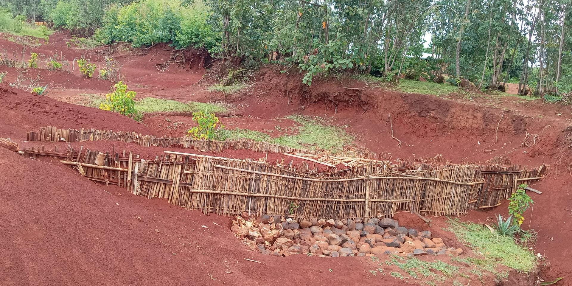 The Ethiopia Green Legacy Initiative embarks exemplary landscape restorations -  Evidence from the Gurage and Wolaita Zones of Ethiopia - Image 9