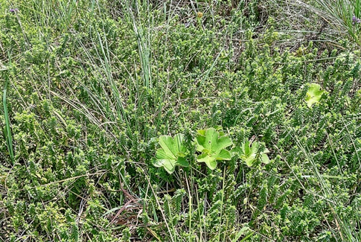 The Tosign (Thymus)-Tree Trade-Off - Eucalyptus and Cupressus tree plantations threaten the ecological and economic value of Thymus schimperi in the Ethiopian Highlands - Image 3