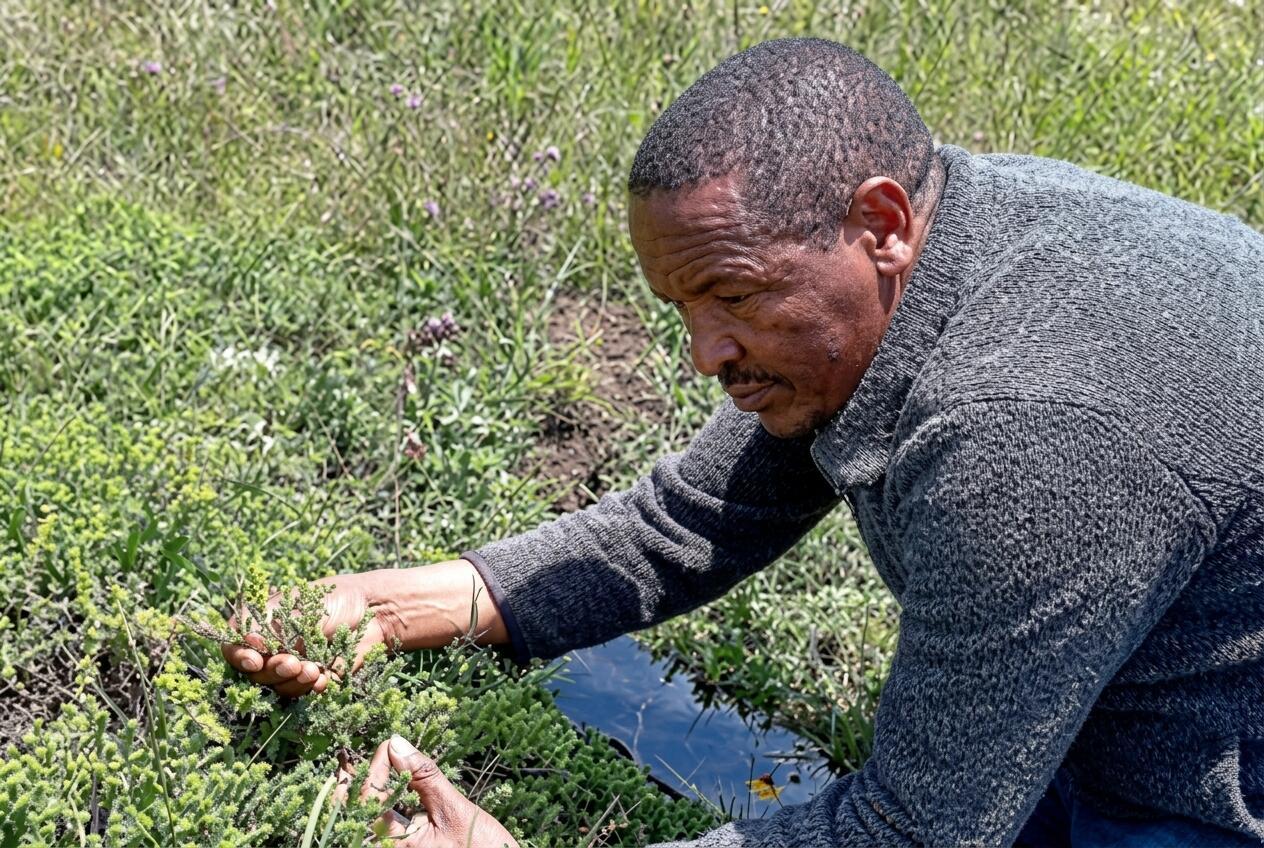 The Tosign (Thymus)-Tree Trade-Off - Eucalyptus and Cupressus tree plantations threaten the ecological and economic value of Thymus schimperi in the Ethiopian Highlands - Image 4