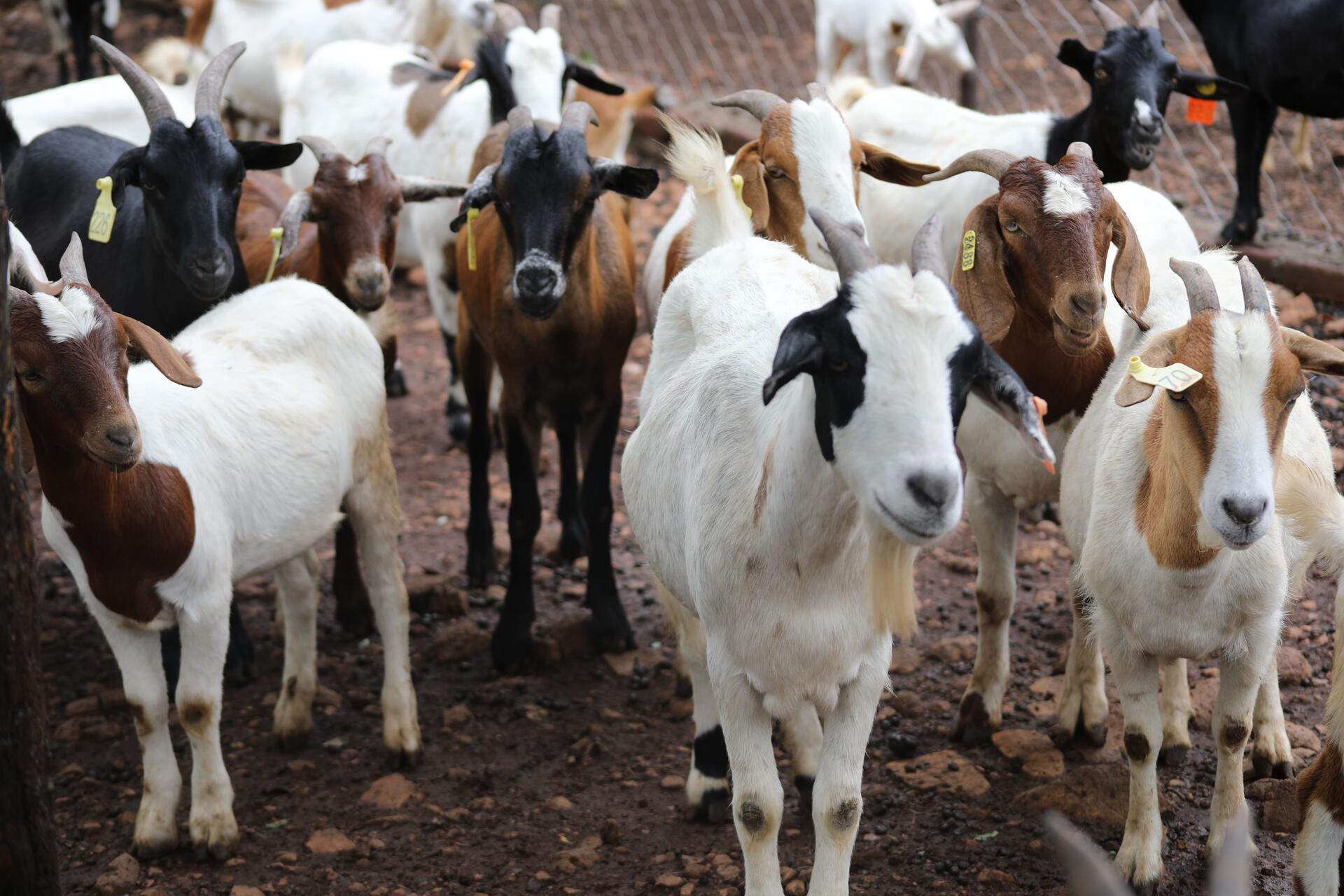 Tipping the scales towards growth -  How Khama Cattle Ranch turned unmet demand into sustained growth and is reshaping the livestock sector in southern Malawi - Alliance Bioversity International - CIAT - Image 5