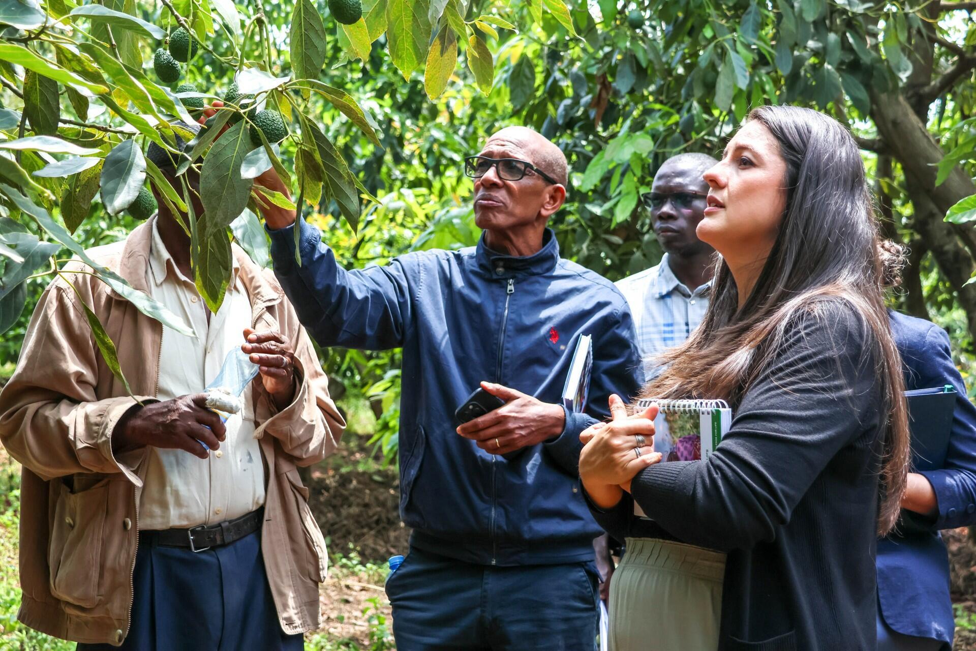 Tracing impact - A joint mission through Kenya&rsquo;s BRAINS project - Avocado Farmers