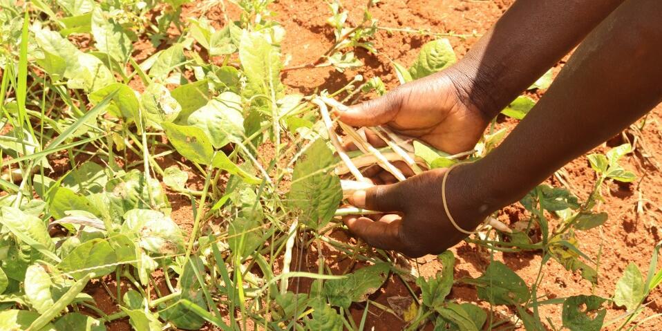 Transforming a landscape, one farmer at a time -Farmers in Lyanaginga Village of Vihiga County making strides towards an agroecological transition - Image 1