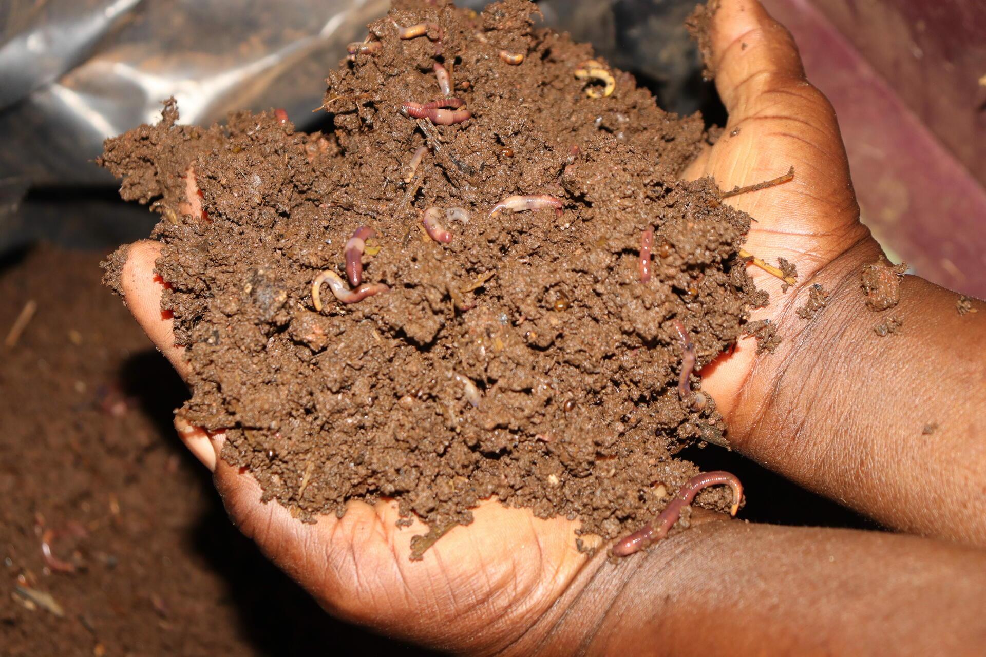 Transforming a landscape, one farmer at a time -Farmers in Lyanaginga Village of Vihiga County making strides towards an agroecological transition - Image 4