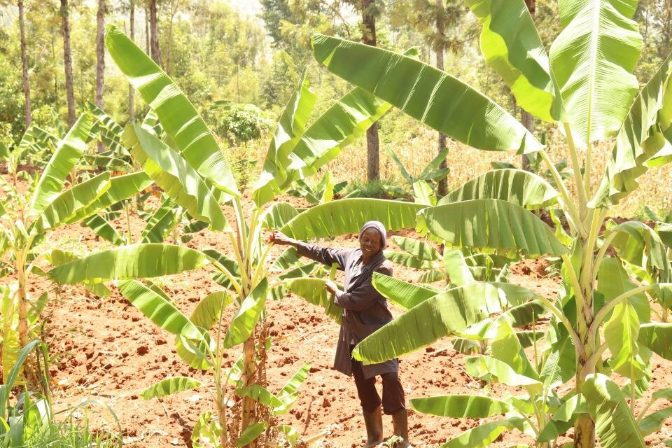 Transforming a landscape, one farmer at a time -Farmers in Lyanaginga Village of Vihiga County making strides towards an agroecological transition - Image 6