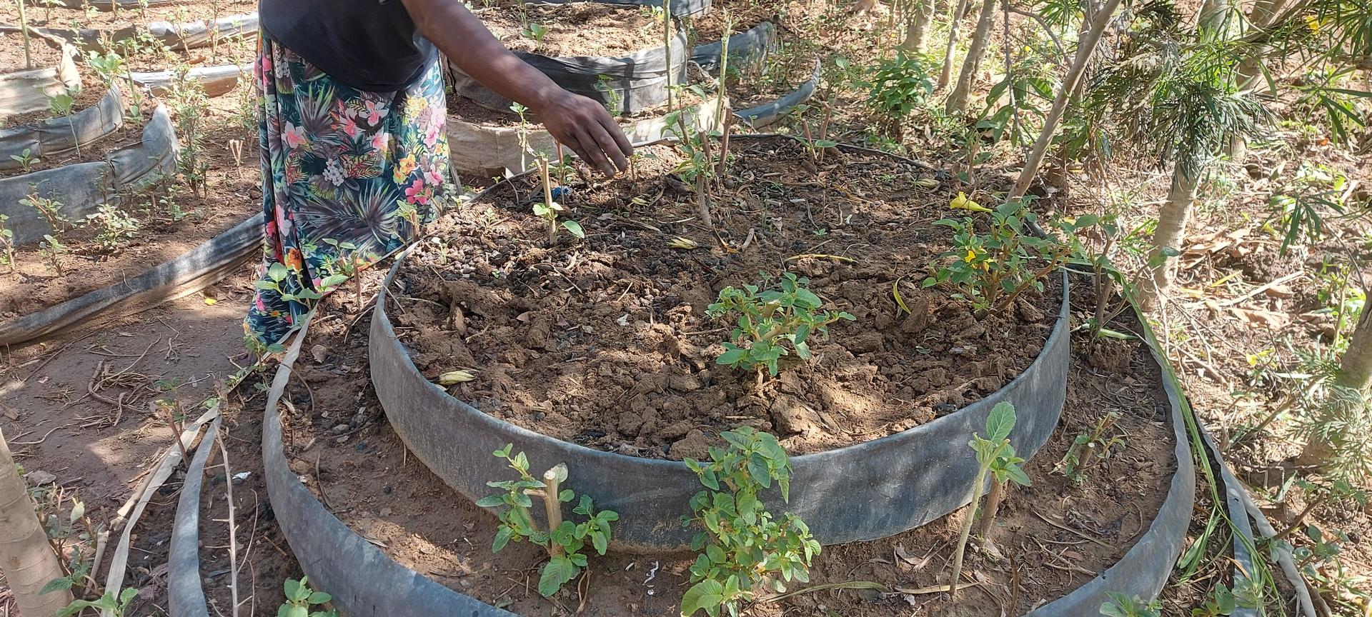 Transforming Diets and Livelihoods through Kitchen Gardening in Busia County, Kenya - Alliance Bioversity International - CIAT
