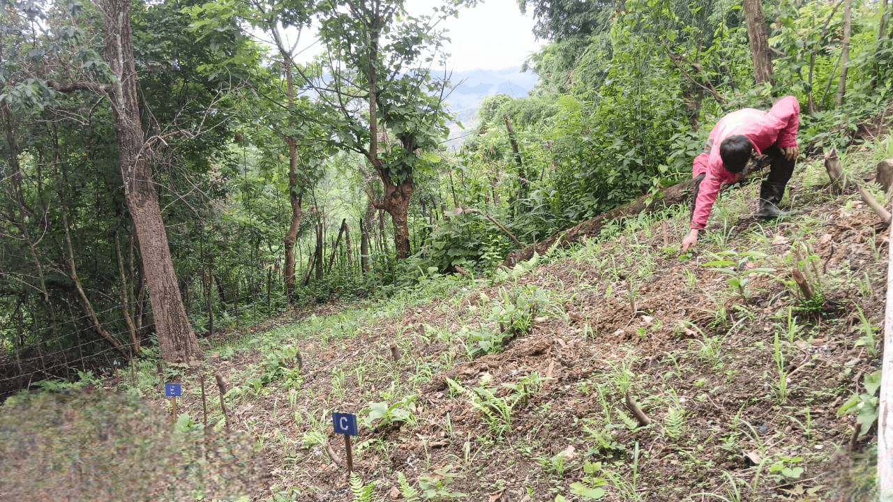 Tricot's Role in Sustainable Agriculture and Crop Improvement - Alliance Bioversity International - CIAT - Image 2