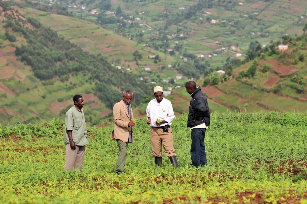 Tricot's Role in Sustainable Agriculture and Crop Improvement - Image 3