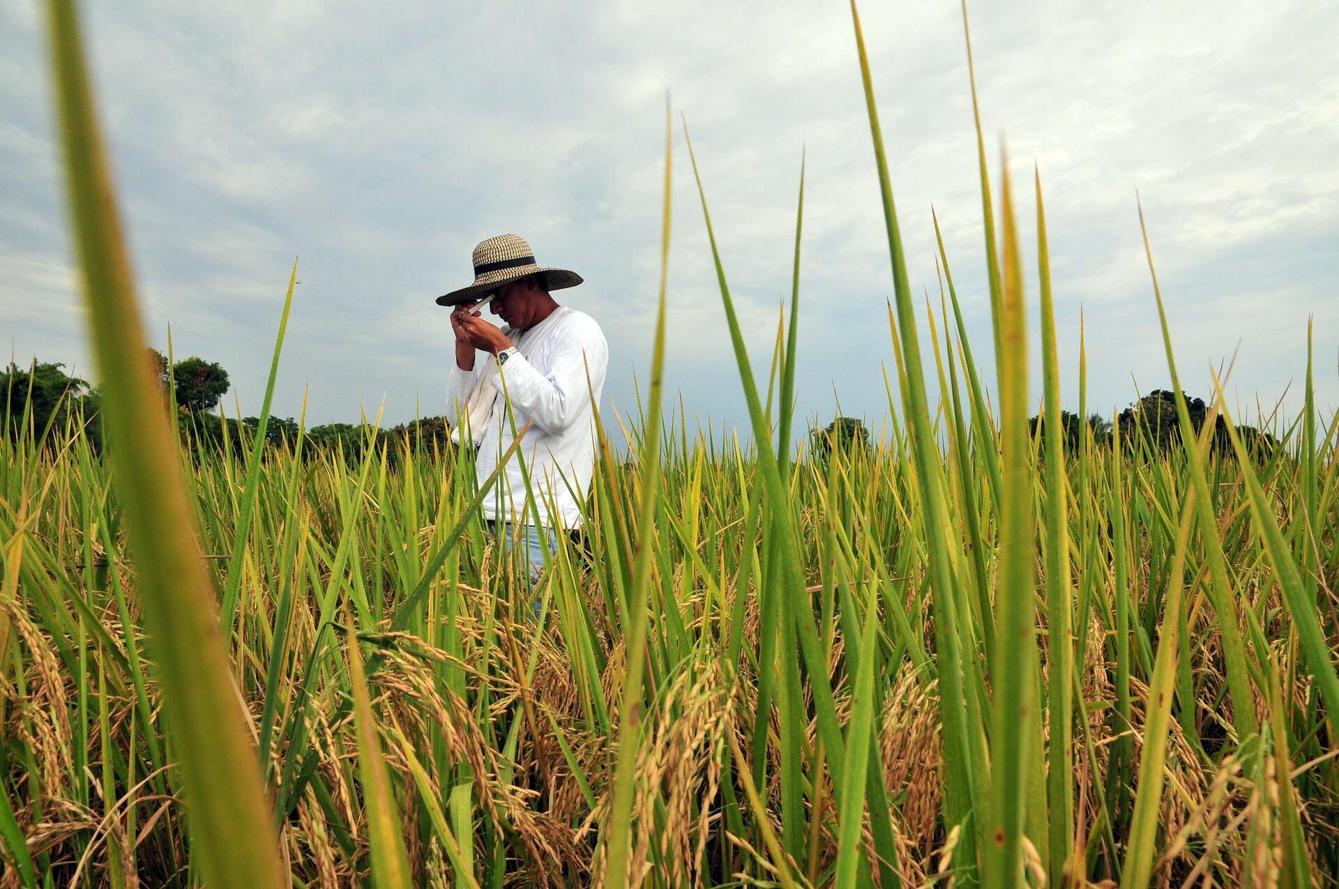 Tricot's Role in Sustainable Agriculture and Crop Improvement - Image 5