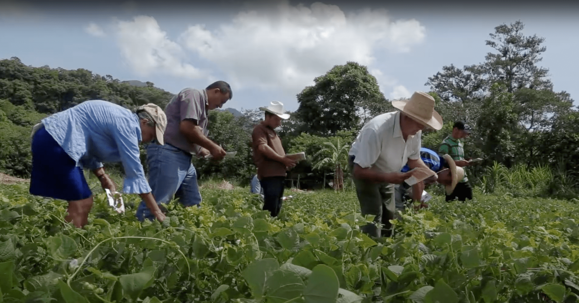 Tricot's Role in Sustainable Agriculture and Crop Improvement - Image 5