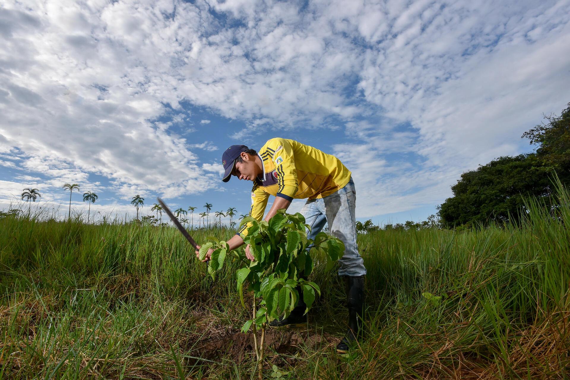 Tricot's Role in Sustainable Agriculture and Crop Improvement - Image 6