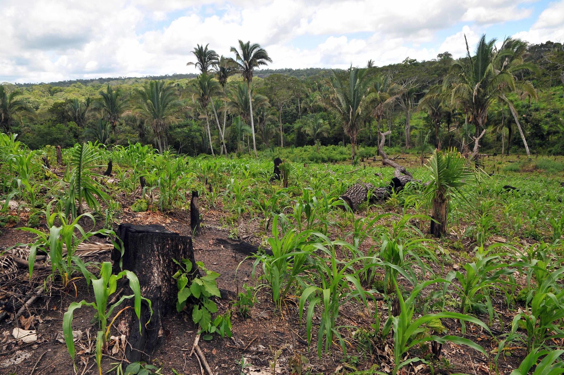 Foreign direct investments may fuel tropical deforestation
