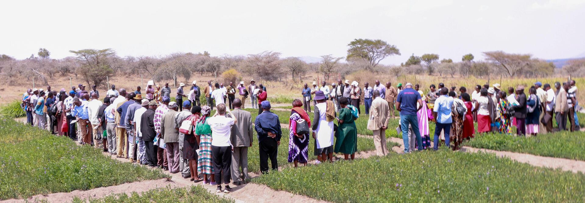 Turning Grass into Gold - How Farmers Are Profiting from Brachiaria - Image 1