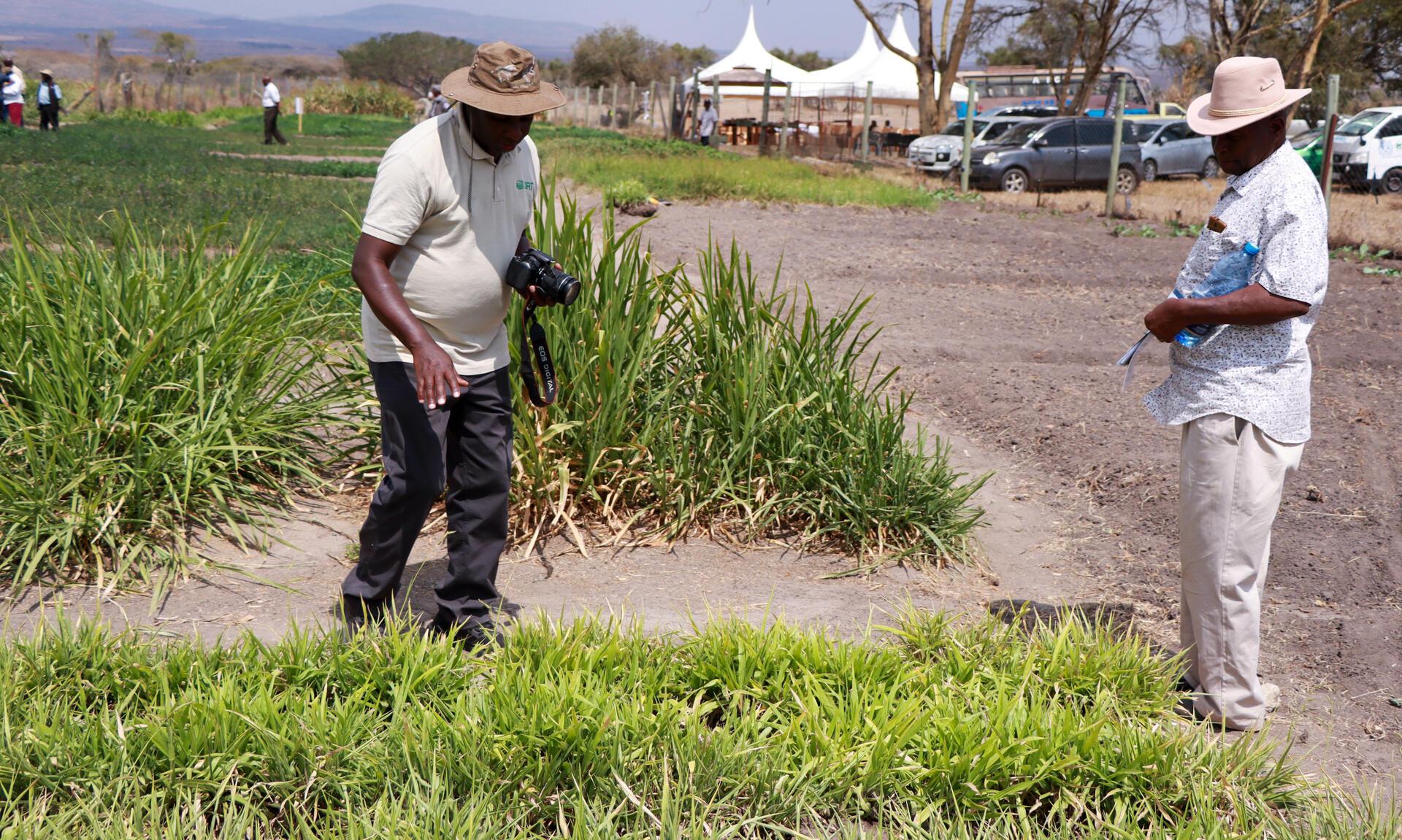 Turning Grass into Gold - How Farmers Are Profiting from Brachiaria - Image 2