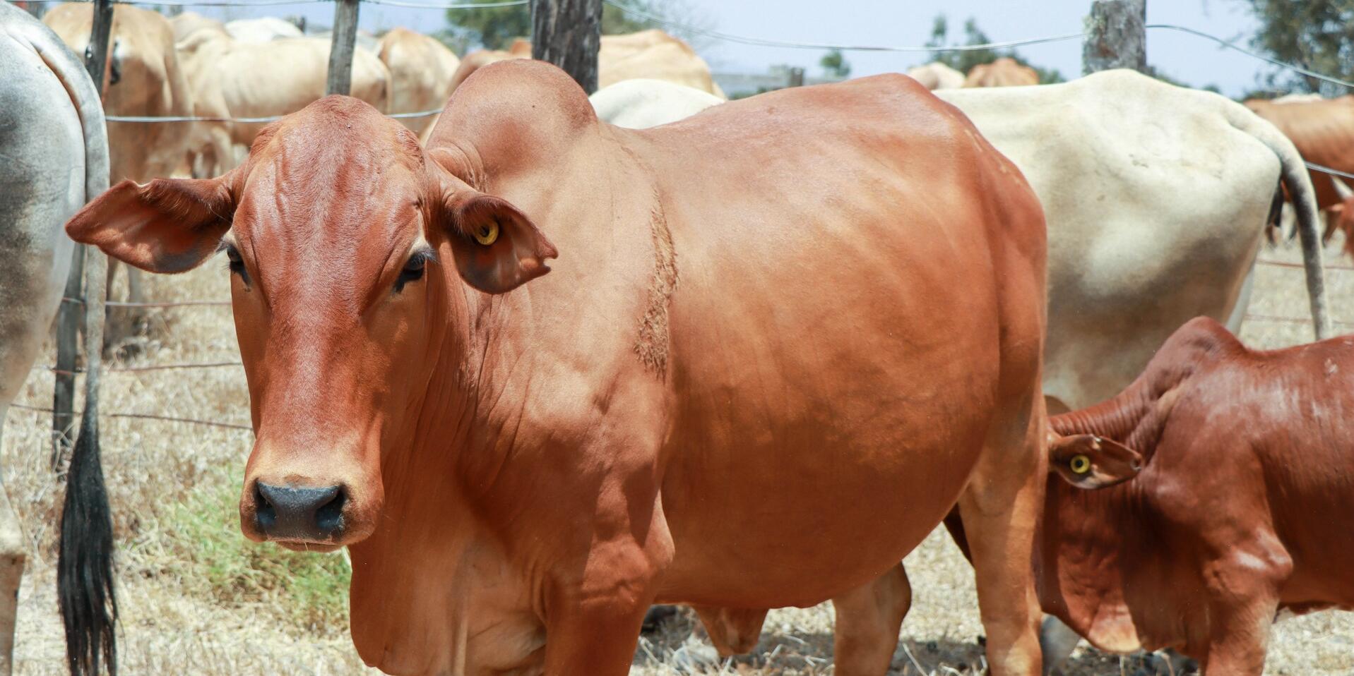 Turning Grass into Gold - How Farmers Are Profiting from Brachiaria - Image 4