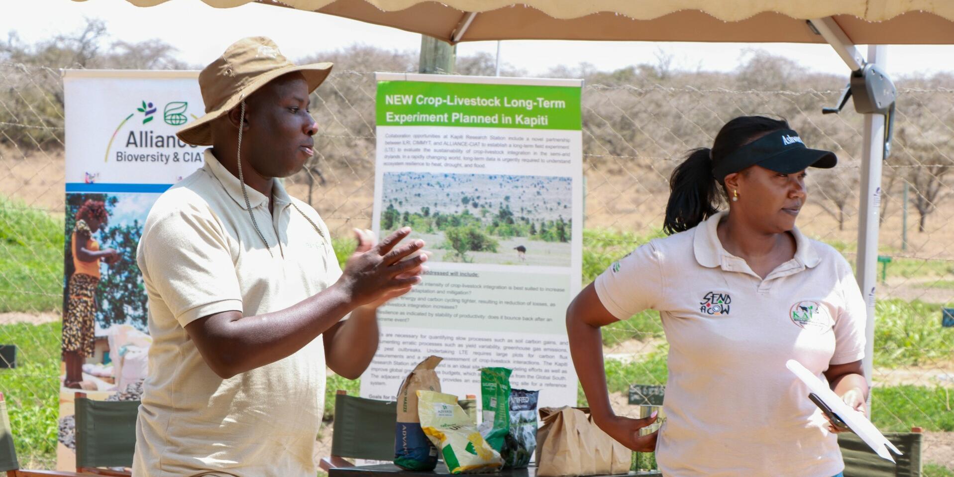 Turning Grass into Gold - How Farmers Are Profiting from Brachiaria - Image 5