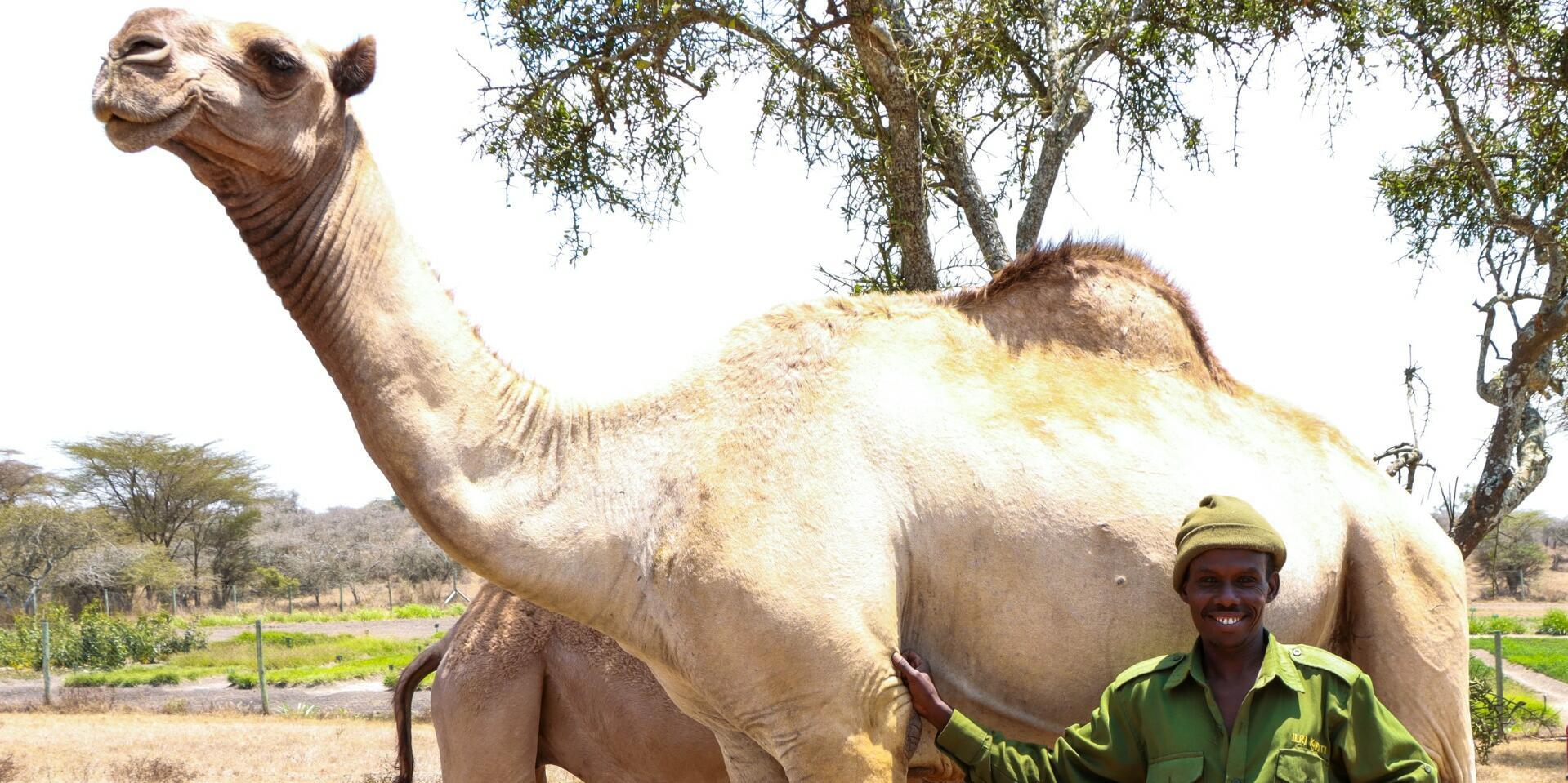 Turning Grass into Gold - How Farmers Are Profiting from Brachiaria - Image 6