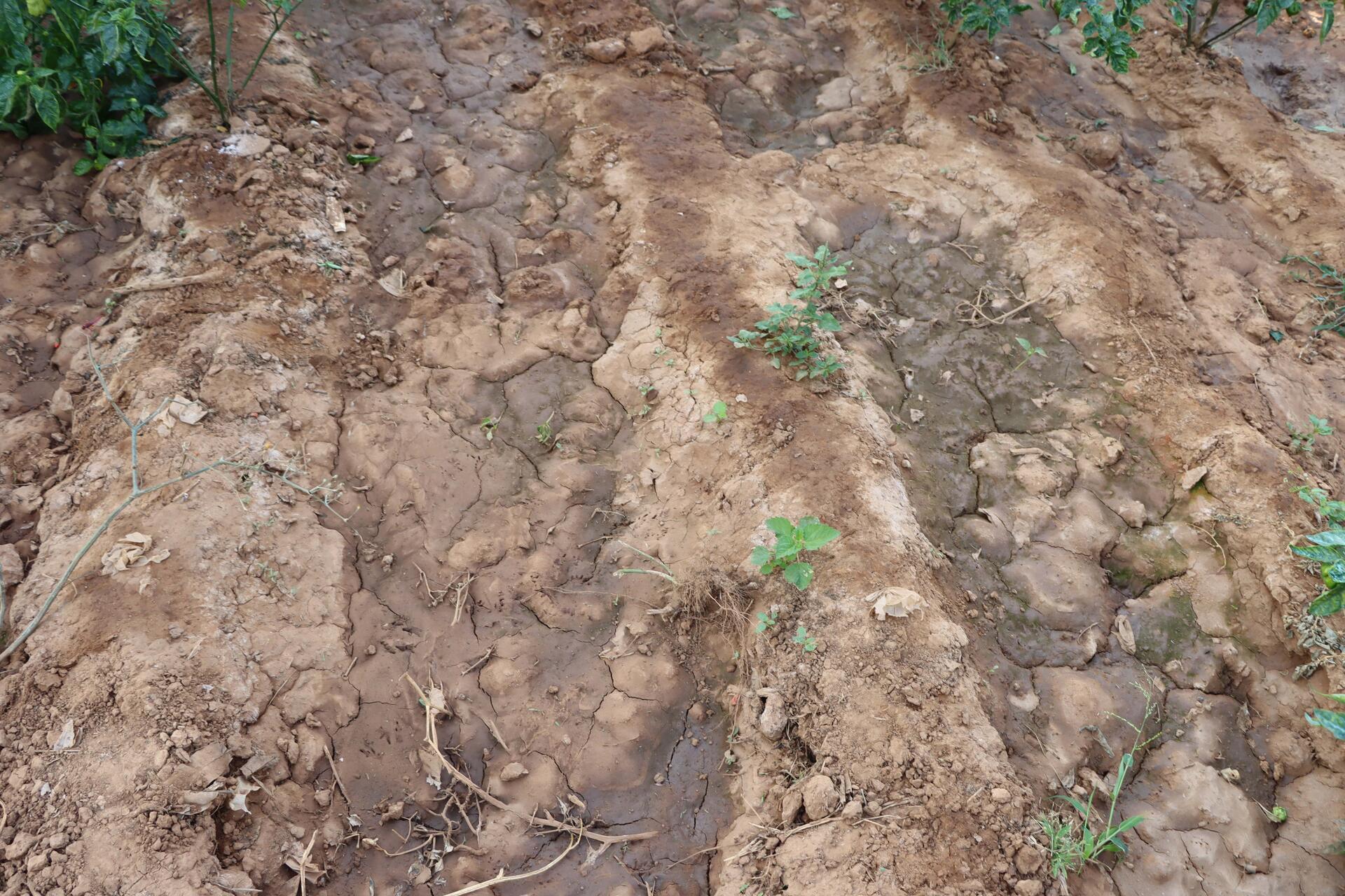 Under the surface - research identifies 20,700 hectares that can produce crops in Senegal - Image 1