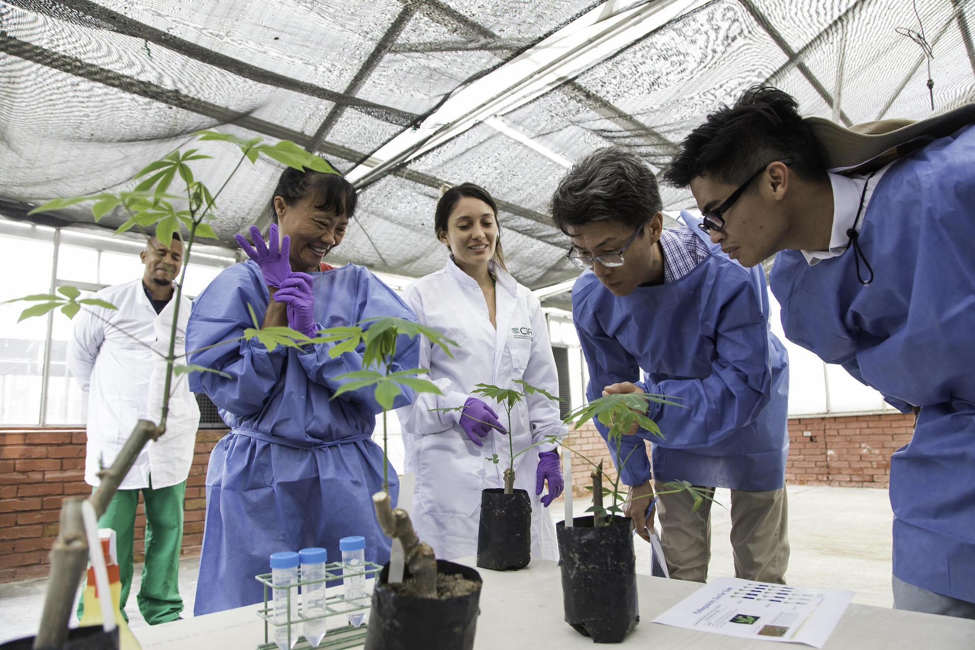 Unlocking plant genetic material exchange for food systems resilience - Image 2