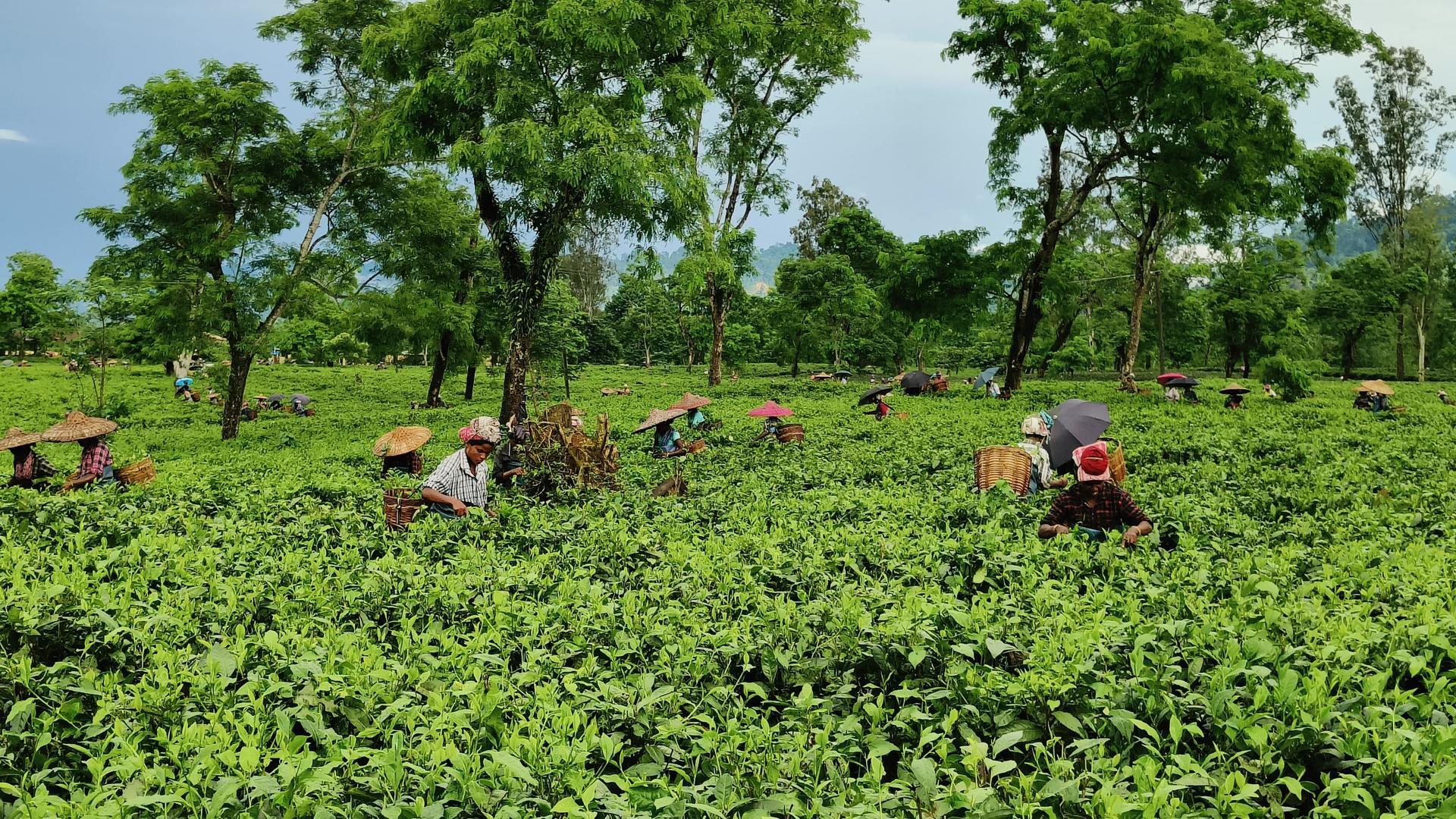 Unpacking identity and intersectionality in India’s Assamese smallgrower tea sector - Alliance Bioversity International - CIAT