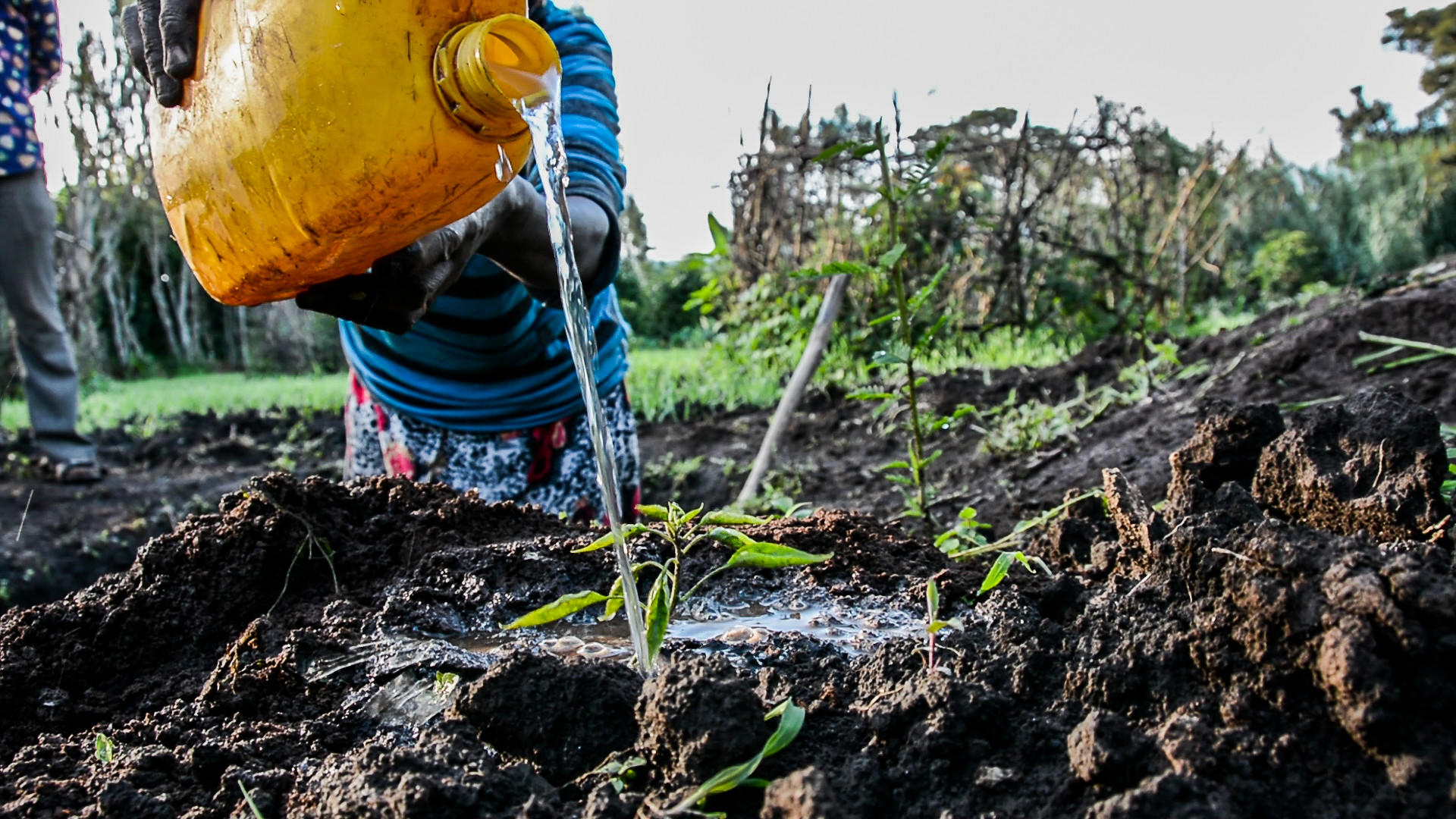 Water Management Systems for Global Food Security - Alliance Bioversity International - CIAT