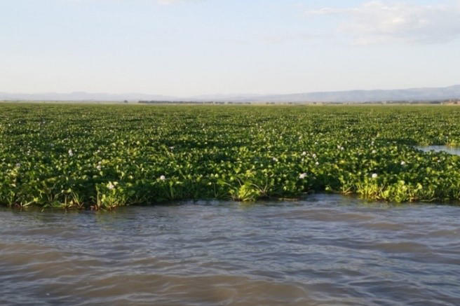 Helping Lake Tana fight the Water Hyacinth menace