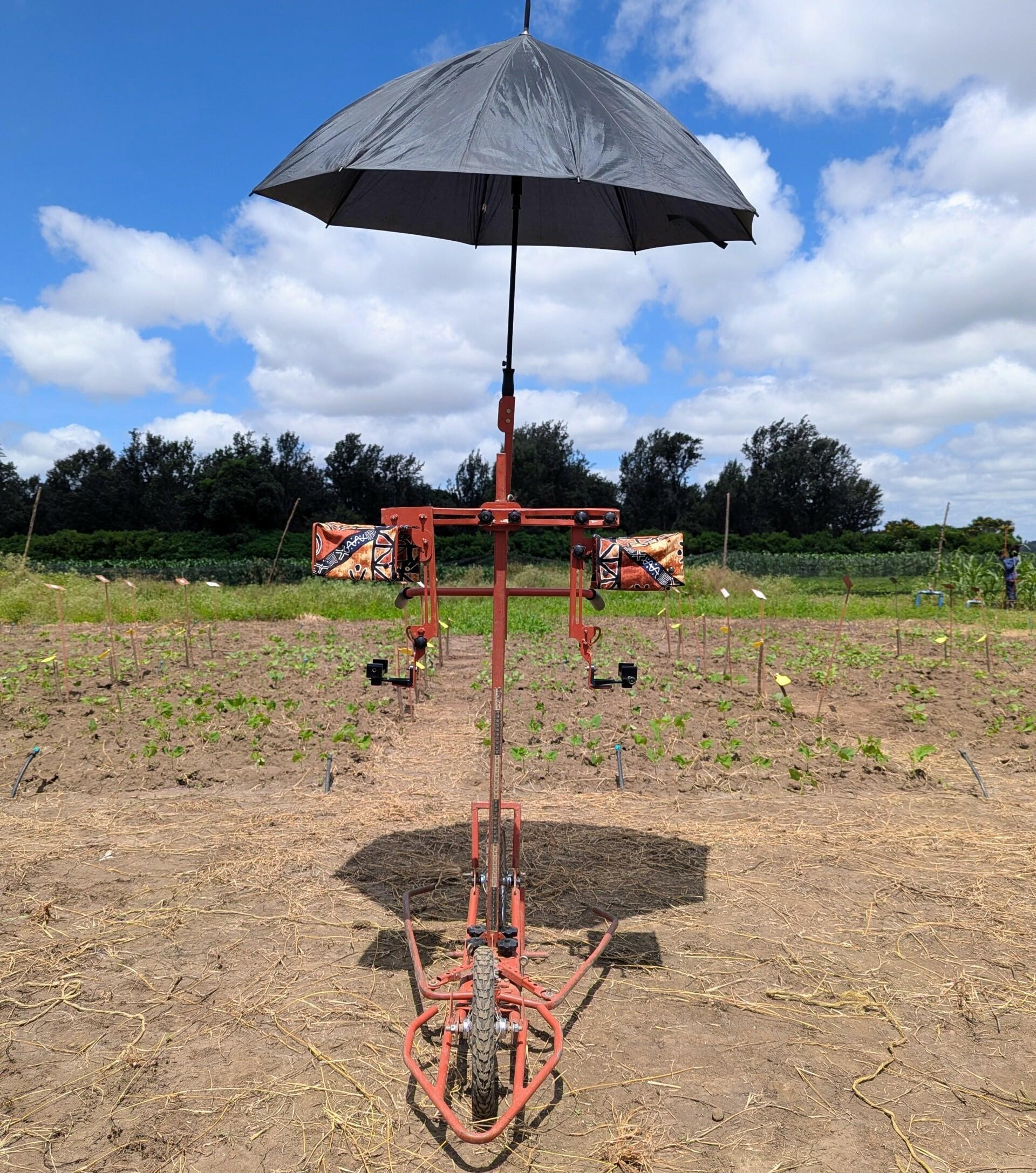 We don't talk about Bruno - How a pushcart is changing crop breeding - Alliance Bioversity International and CIAT - Image 1