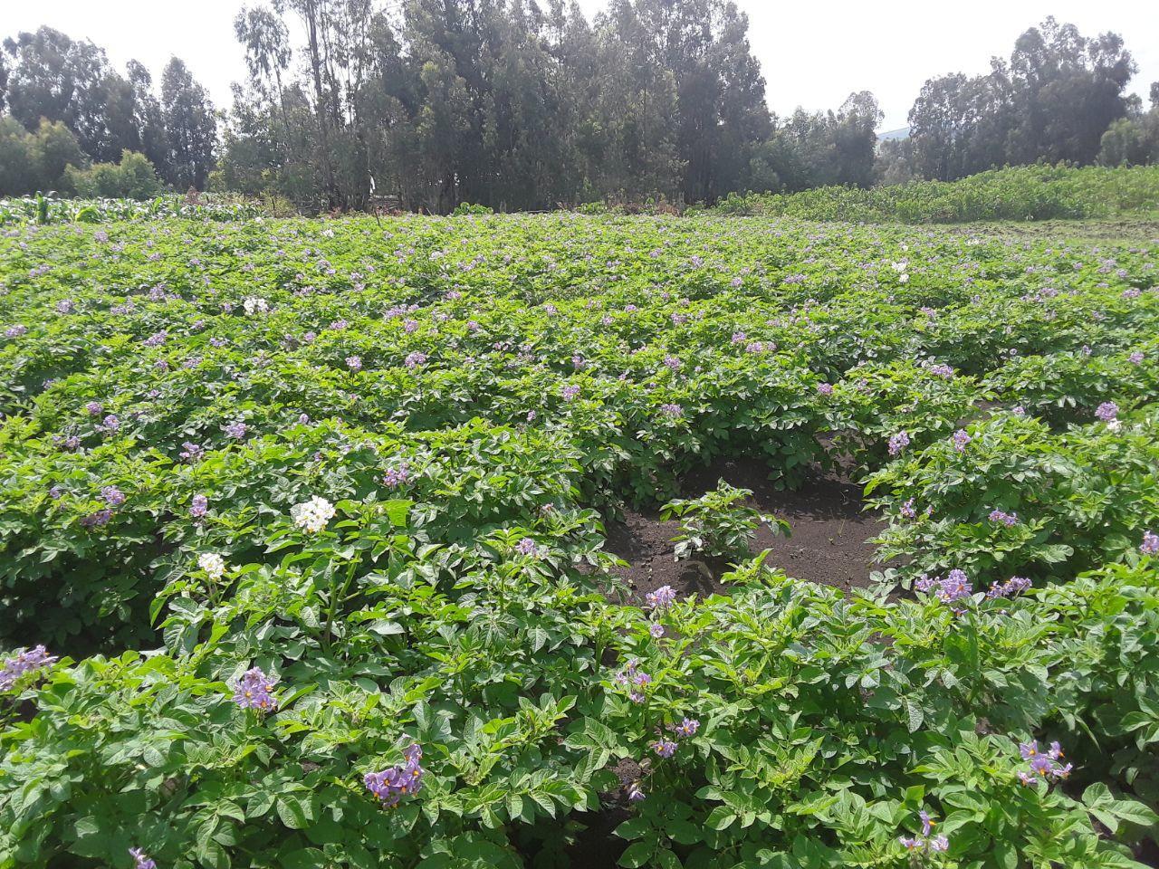 Webinar Exploring the Role of Artificial Intelligence (AI) in Landscape Restoration and Soil Health in Ethiopia - Image 2