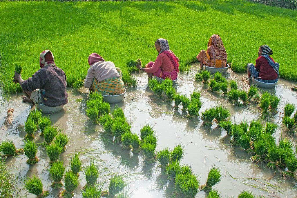 What does it mean to be a woman farmer in 2026 - The International Year of the Woman Farmer - Alliance Bioversity International and CIAT - Image 2