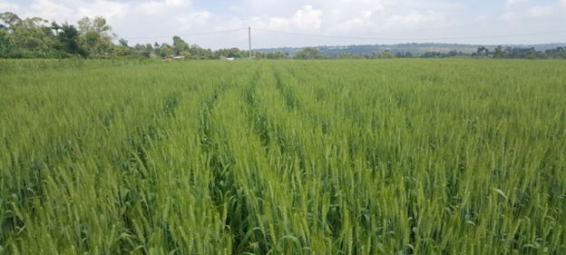 LSFR wheat field at Haysie Kebele