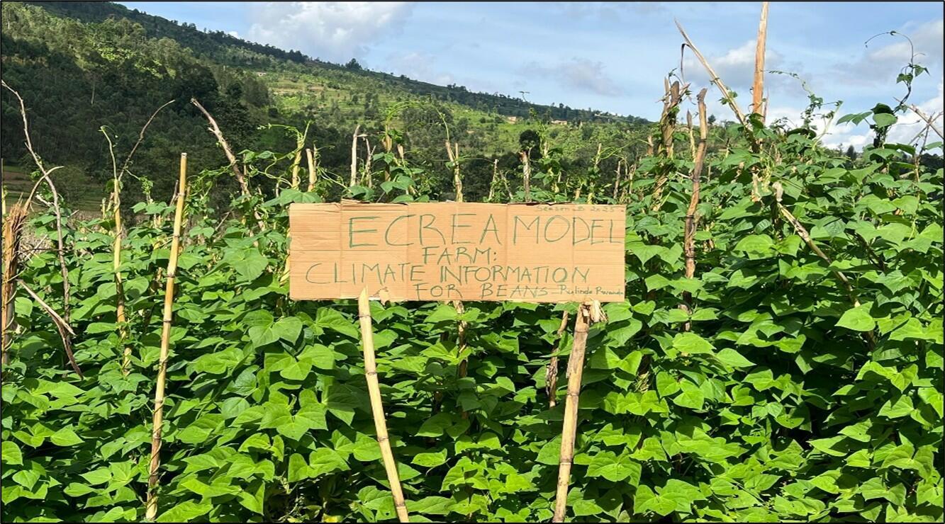 When farmers start calling for the forecast Rebuilding trust in climate information in Uganda - Image 1