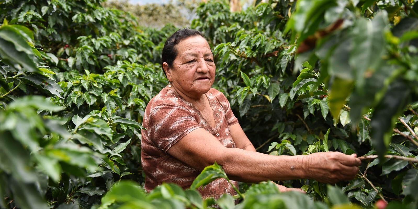 When Women Lead, Food and Land Systems Thrive The International Year of the Woman Farmer - Alliance Bioversity International and CIAT - Image 2