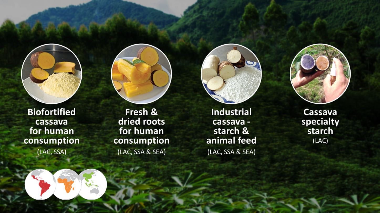 Cassava products in the regions where we work