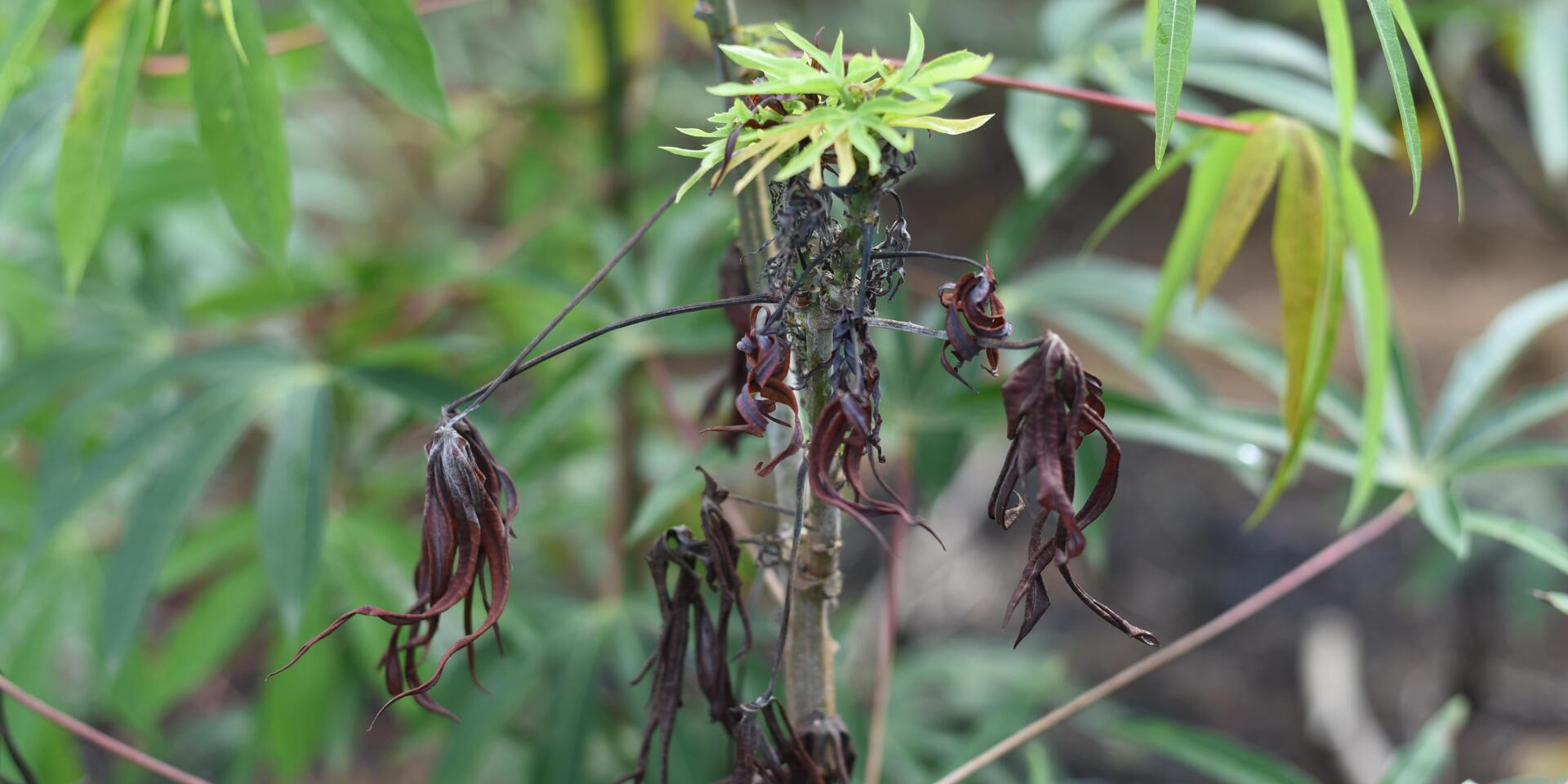 Witches&rsquo; Broom Disease in Cassava - Image 9