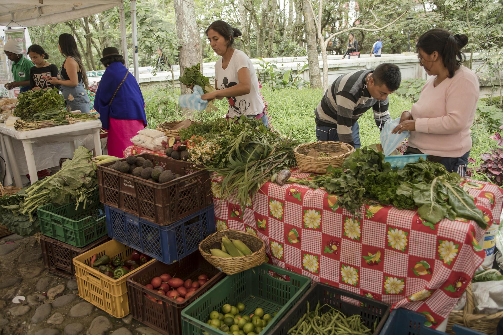 Women and girls are at the heart of fostering better agrifood systems for all - Image 2