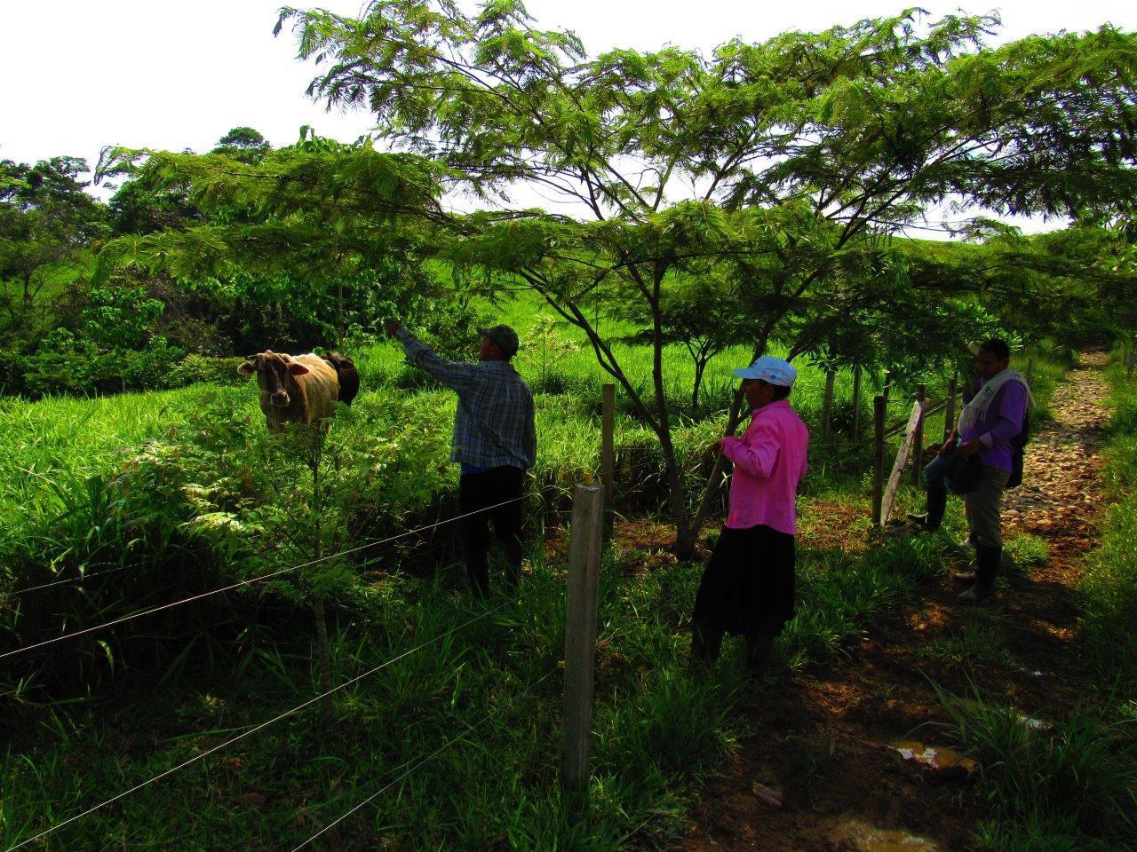 Women lead sustainable livestock farming near the Amazon Rainforest in Colombia  - Image 2