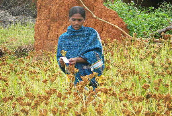 Underutilized crops to enhance resilience and nutrition in Mali, India and Guatemala