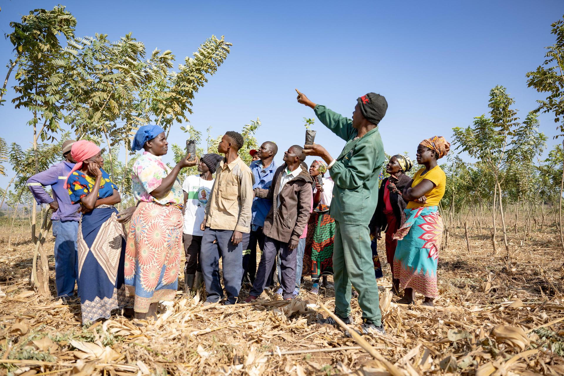 Zambia - Alliance Bioversity International - CIAT - Image 2