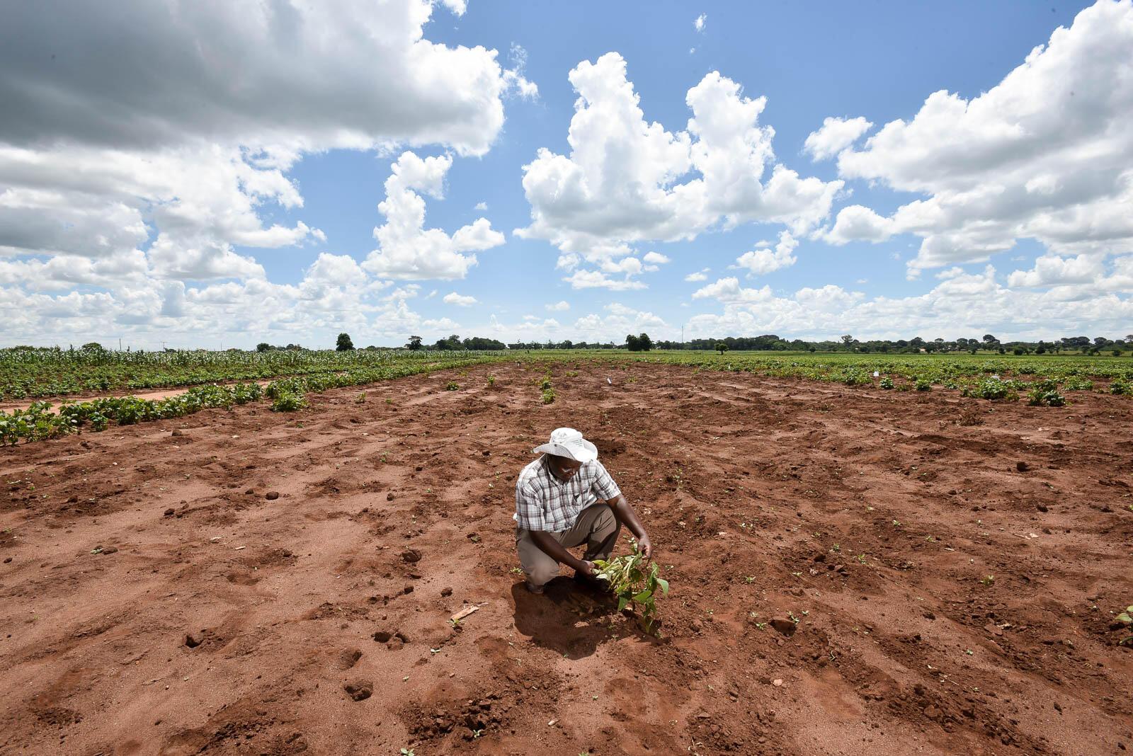Zimbabwe - Alliance of Bioversity International and CIAT - Projects and Initiatives - 1
