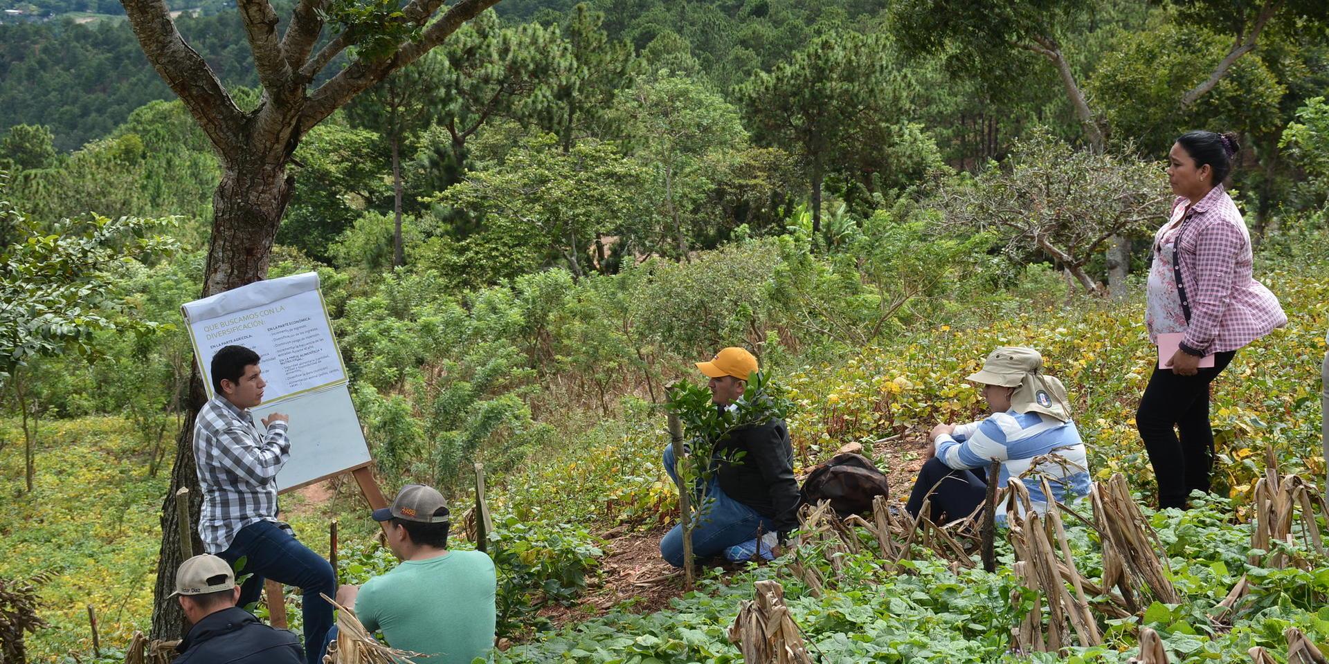 Impact Assessment Briefs and Reports - Alliance Bioversity International - CIAT