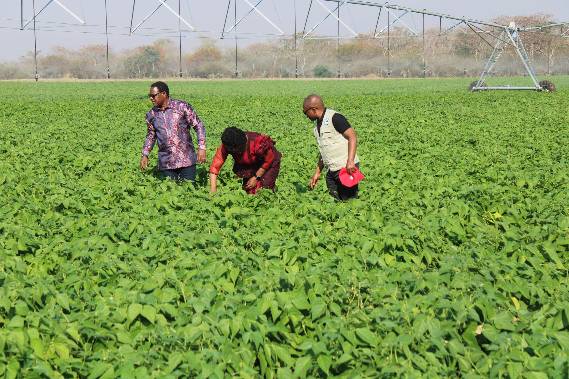 Impactful Public-Private Synergies Attract Government Support for Malawi’s Bean Value Chain