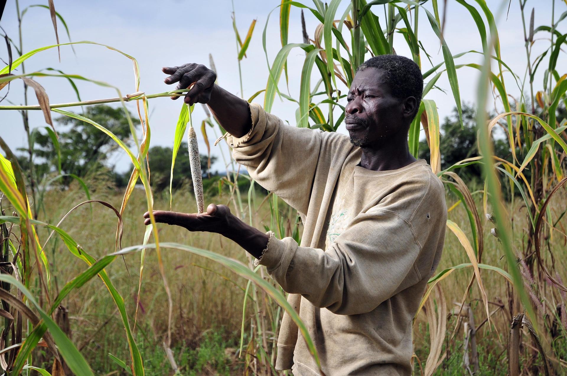 Millet: From Ancient Grain to Staple Crop for Future Food Systems