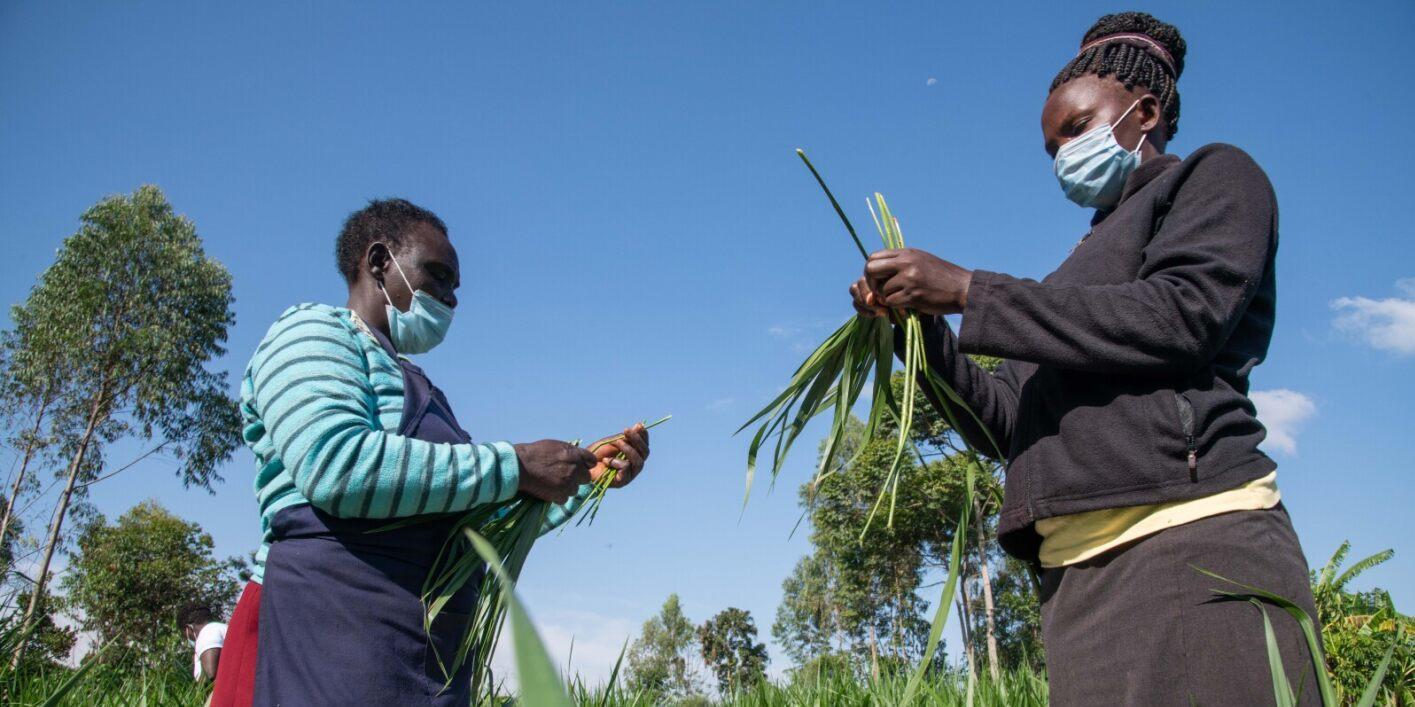 Opportunities and bottlenecks for the improved forage seed market in East Africa - Alliance Bioversity International - CIAT