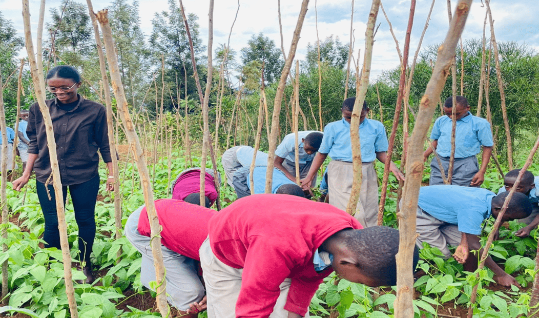 Reforming school meals in Rwanda through common beans 