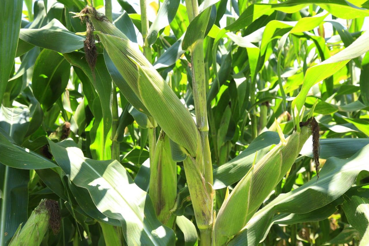 Scaling Optimized Fertilizer Use for Sustainable Maize Farming