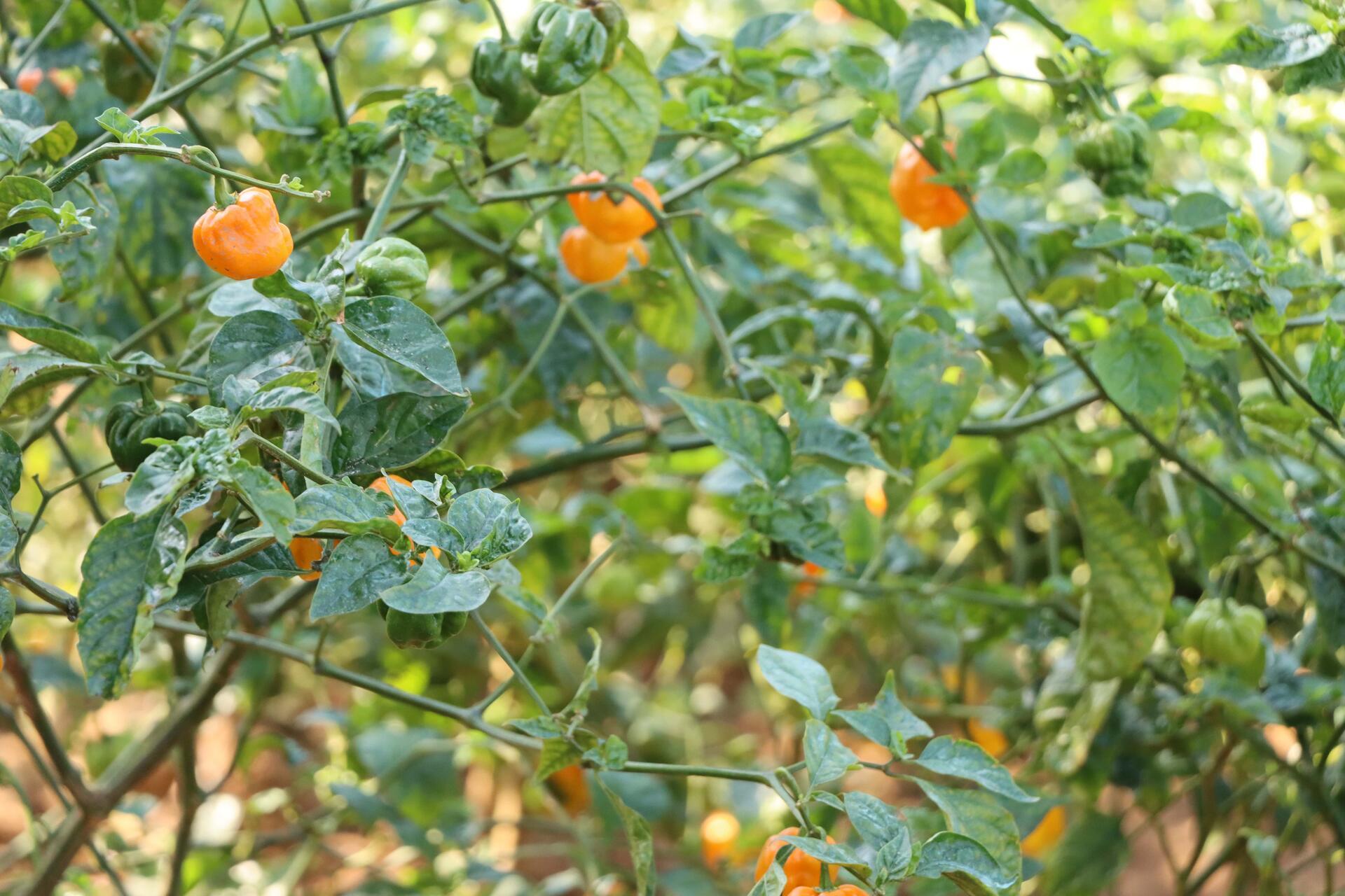 Senegal's climate commitments put agriculture and forestry in the spotlight