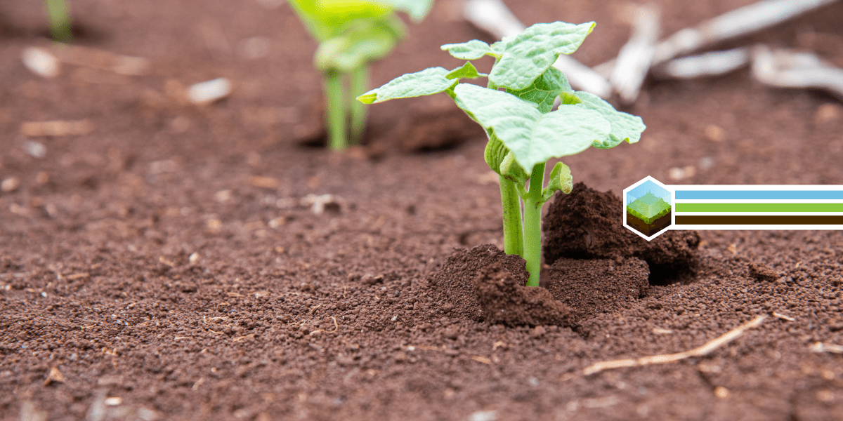 Nurturing Africa’s Soil Health: Towards Zero Soil Loss and Runoff
