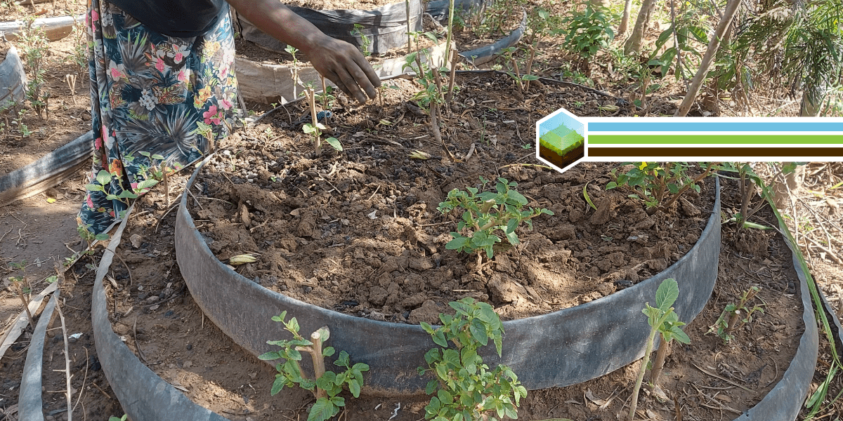 Transforming Diets and Livelihoods through Kitchen Gardening in Busia County, Kenya 