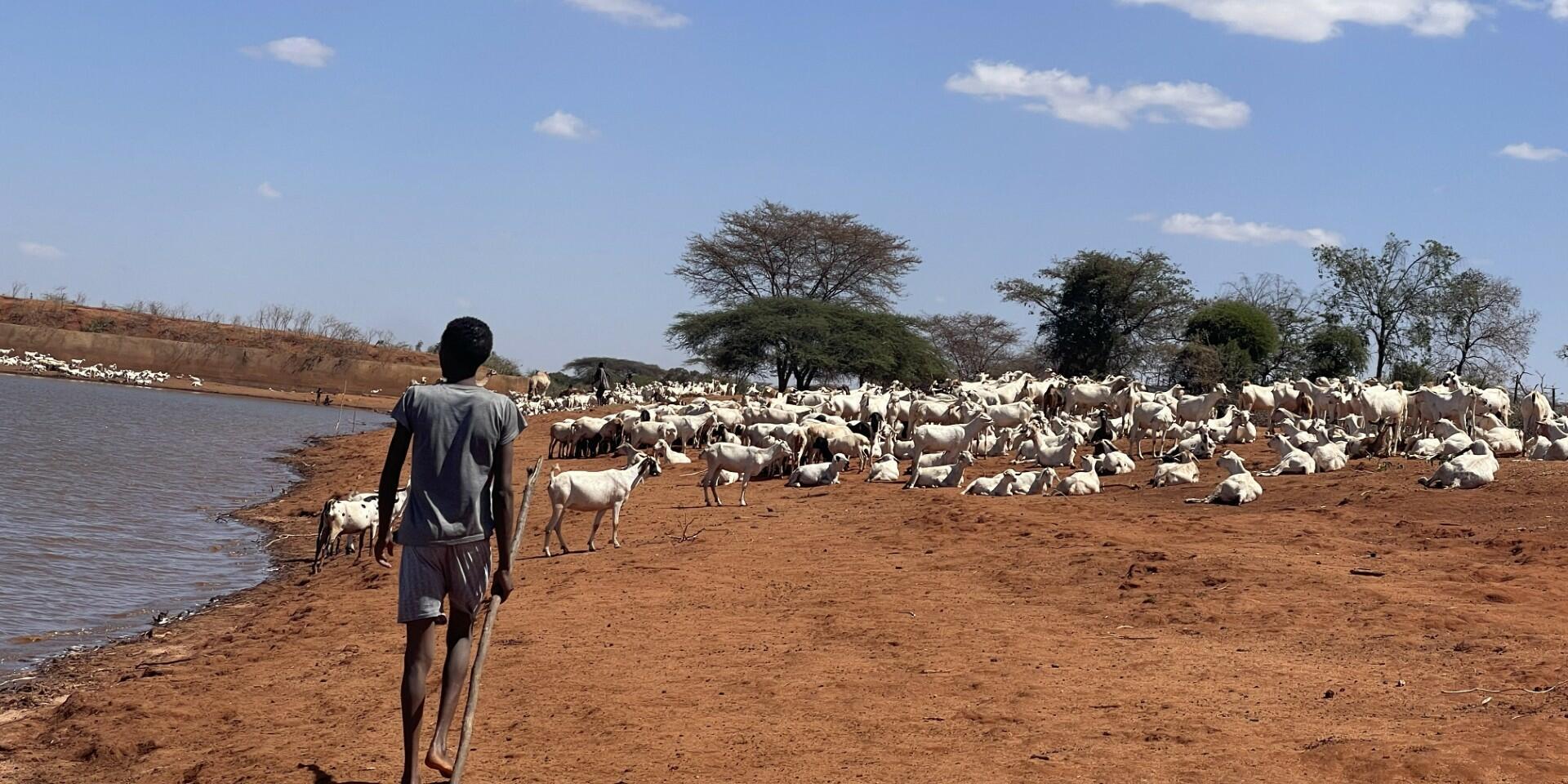&lsquo;We walk farther each day&rsquo; - the human cost of pastoralist drought and resource strain