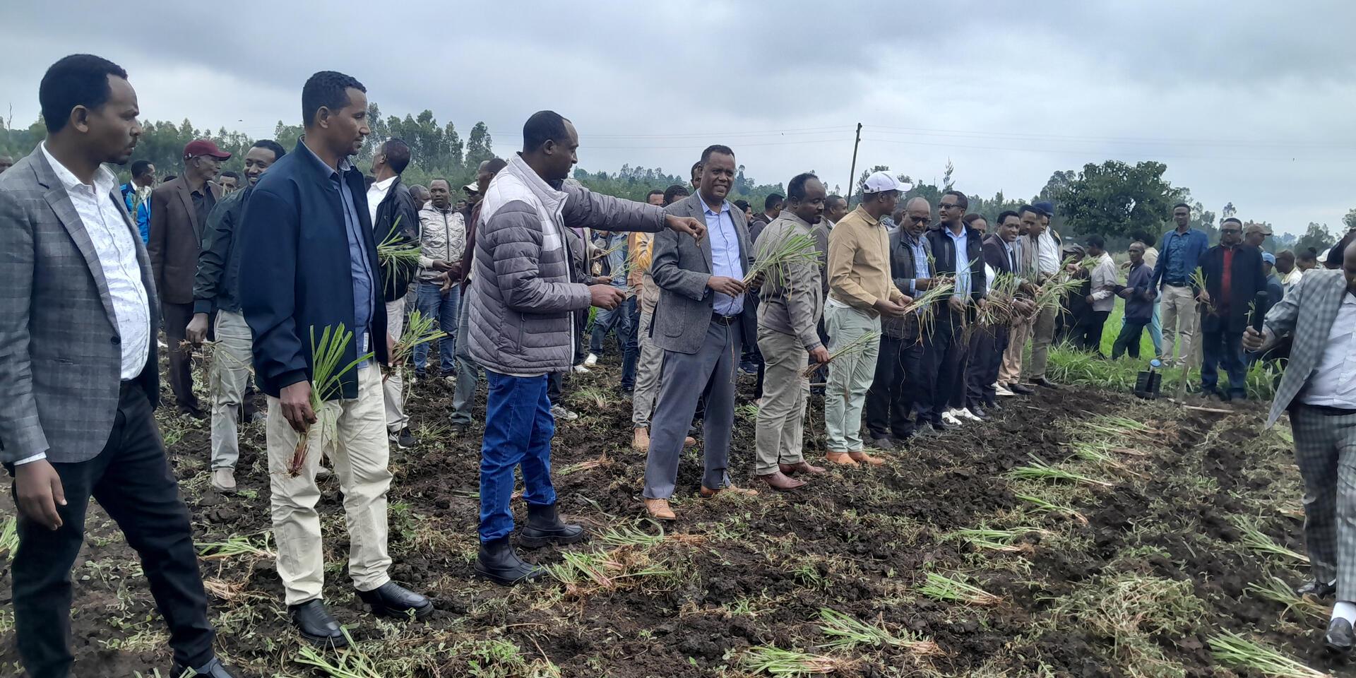 Solving livestock feed problems can accelerate economic and social development in Ethiopia